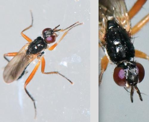 Réf. 309 462 : Cordilura albilabris